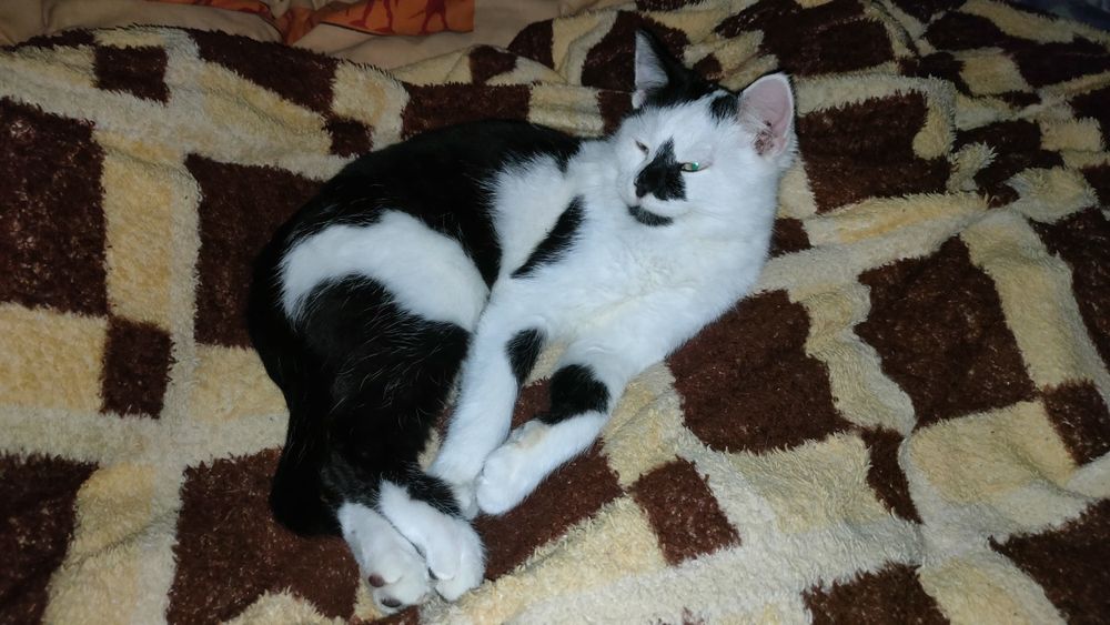 Милый котик ищет дом