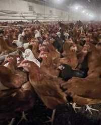 Kury z wolnego wybiegu od hodowcy ! Rossa 1 Messa Leghorn i inne !