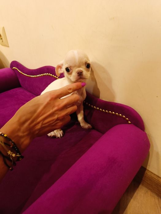 Chihuahua piękny chłopczyk gotowy do odbioru
