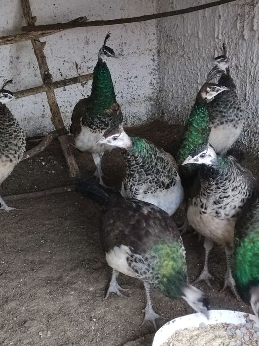 Sprzedam pawie niebieski