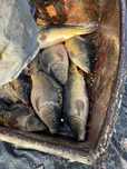 Karp hodowlany Milicki 3-4 kg
