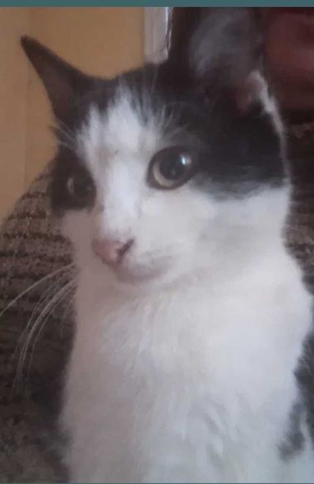 Котики добрі руки