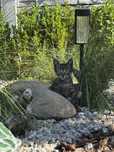 Котята у добрі ручки