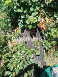 Castanheiros para madeira pela melhor oferta