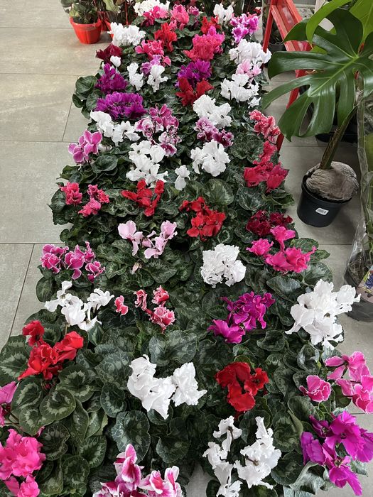 Цикламен,пишні кущики