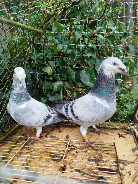 Gołębie staropolskie Młode 2025 Po tej parze ostatnia para z 2024 r  l