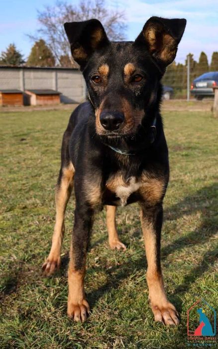 Młoda, fajna, delikatna sunia Graszka szuka domu!