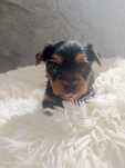Yorkshire terrier piękne maluszki