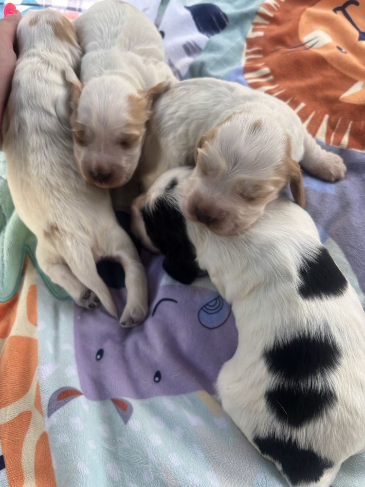 Cocker Spaniel Angielski Sunia