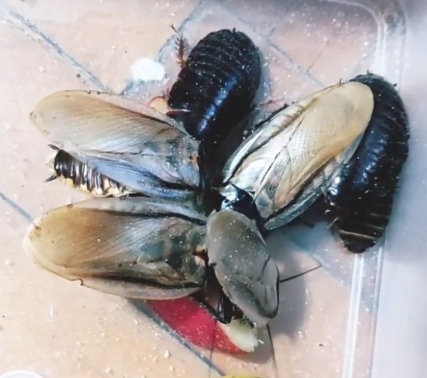 Эублаберус серранус ( eublaberus serranus )