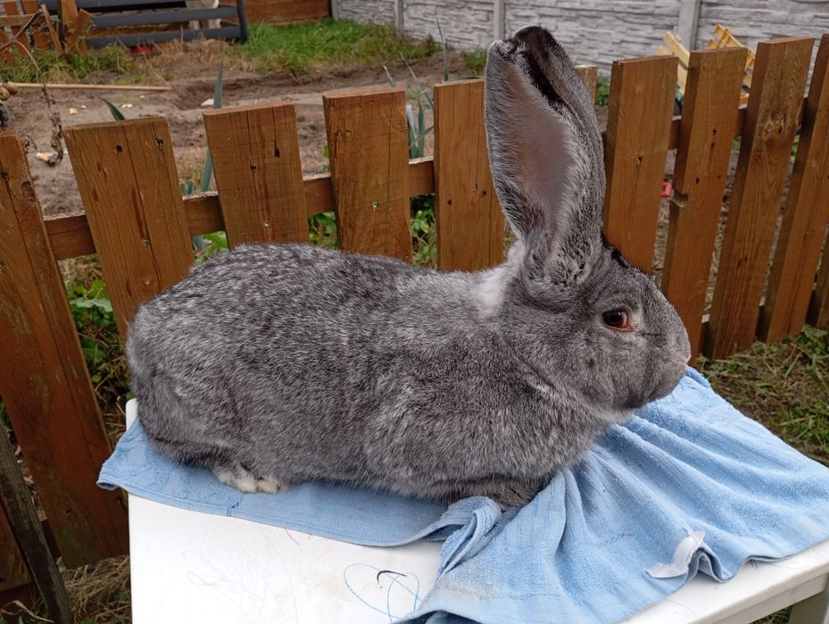 Belgijski Olbrzym Szynszylowy