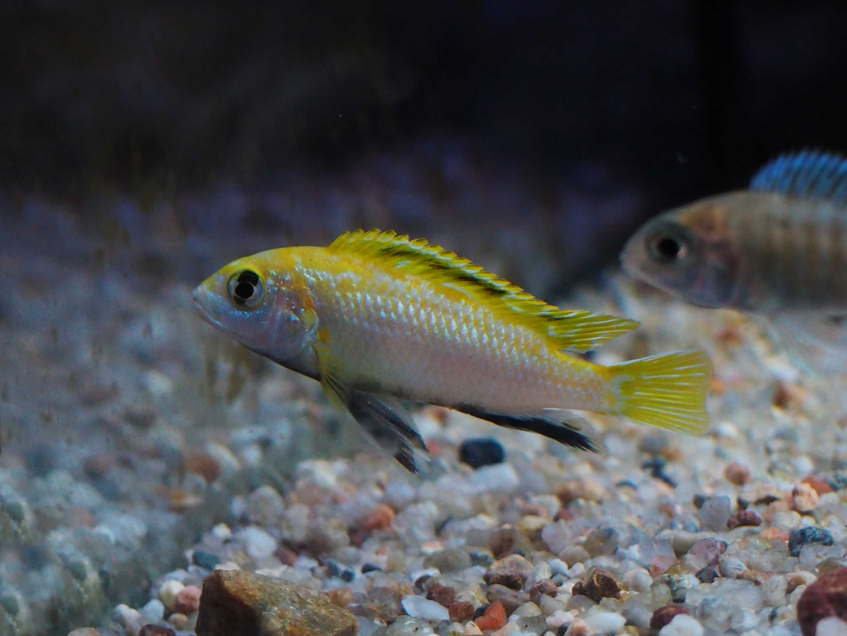 Labidochromis sp perlmutt Higga Reef pyszczaki Malawi World