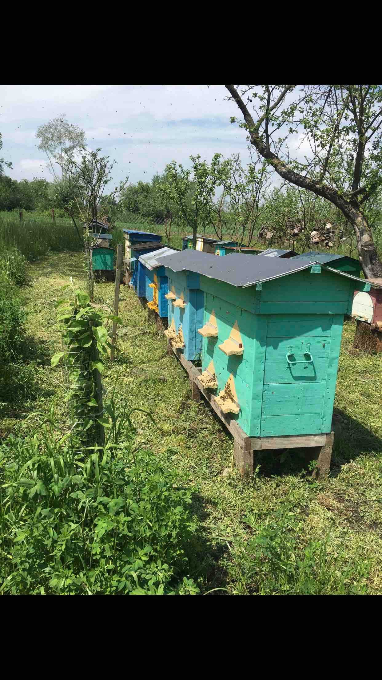 Бджоло сім'ї , відводки