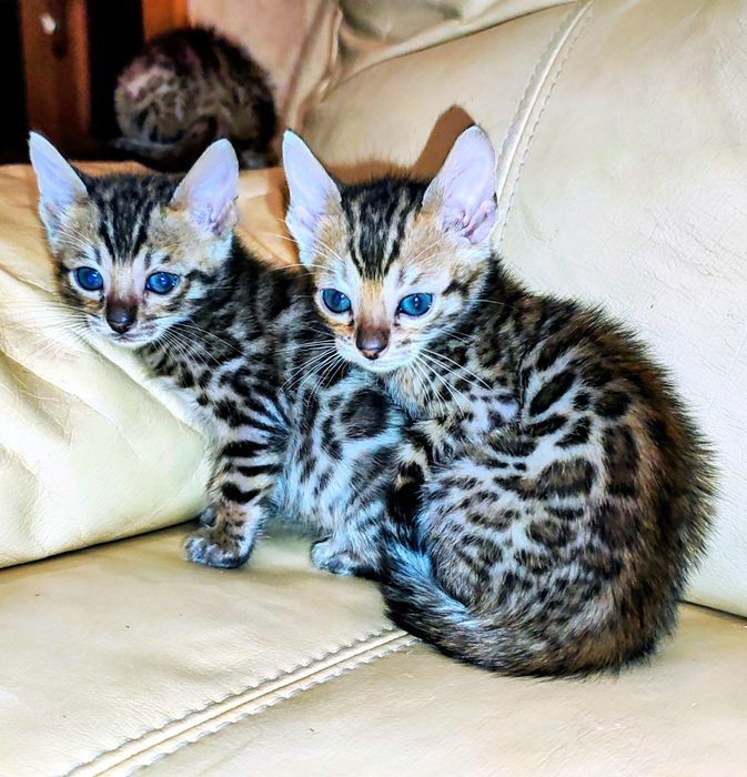 Бенгалята дівчатка