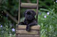 Cane Corso Italiano