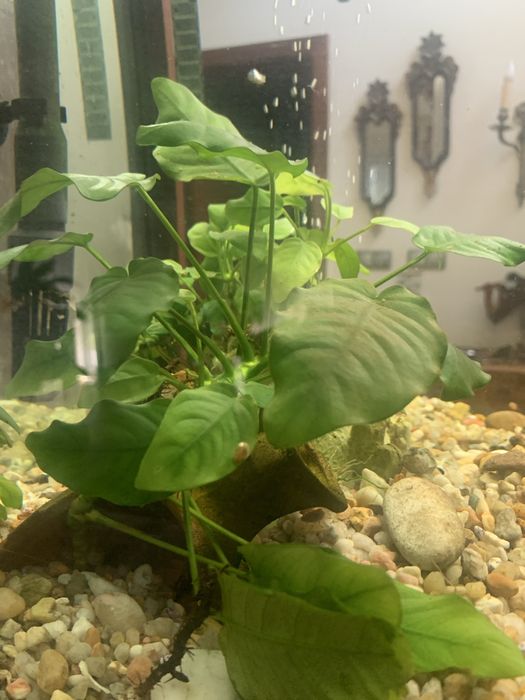 Anubia Anã - planta de aquario XL 20 cm