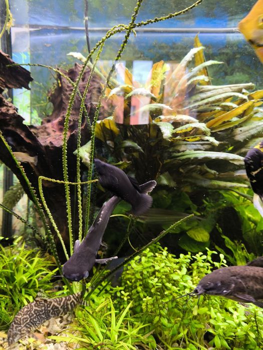 Sum rekini około 16 cm