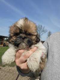 Shih tzu szczeniaki