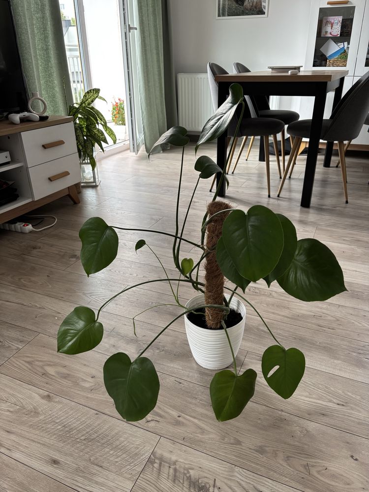 Monstera doniczkowa kwiat
