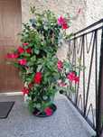 Kwiat Dipladenia