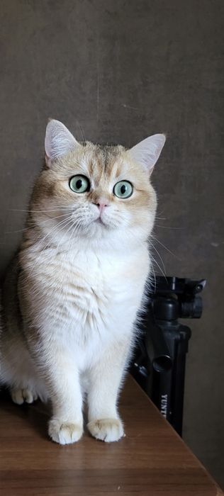 Вʼязка золота шиншила