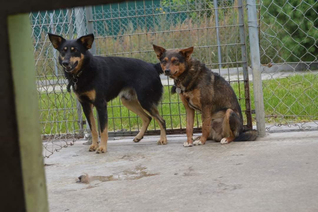 Tylko strach i samotność URATUJ PSIE ŻYCIE od zawsze w schronisku