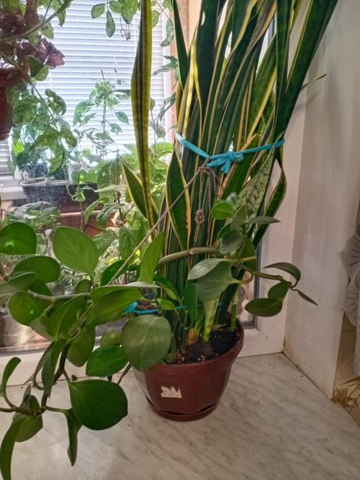 Цветочная экибана сансеверья +паперомия