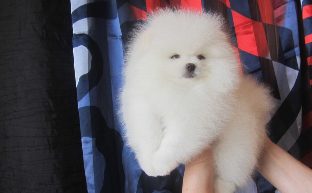 Вязка. Померанский шпиц. Кобель Киеве.