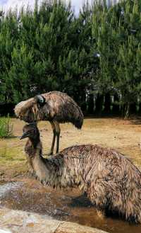 Strusie EMU samice