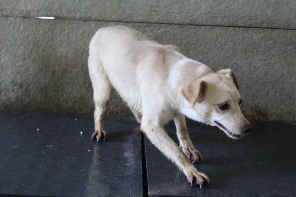 000886 Alina do adopcji