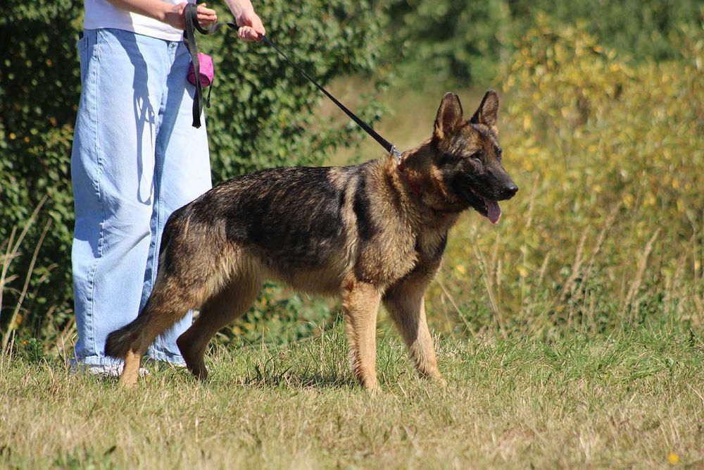 DAKOTA pies owczarek niemiecki do adopcji suczka kochana łagodna