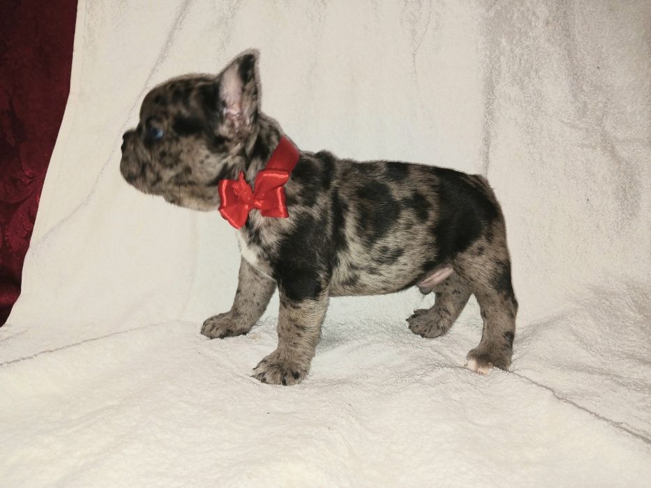 Французята щенки мальчики и девочки как на подарки  к празднику