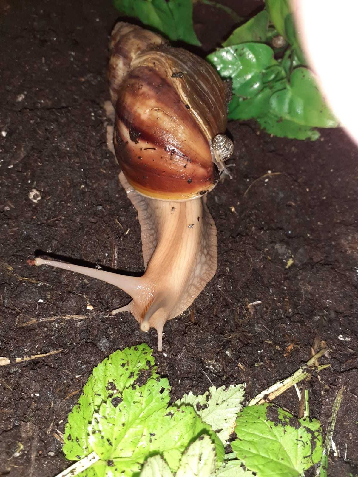 Achatina afrykański ślimak olbrzym