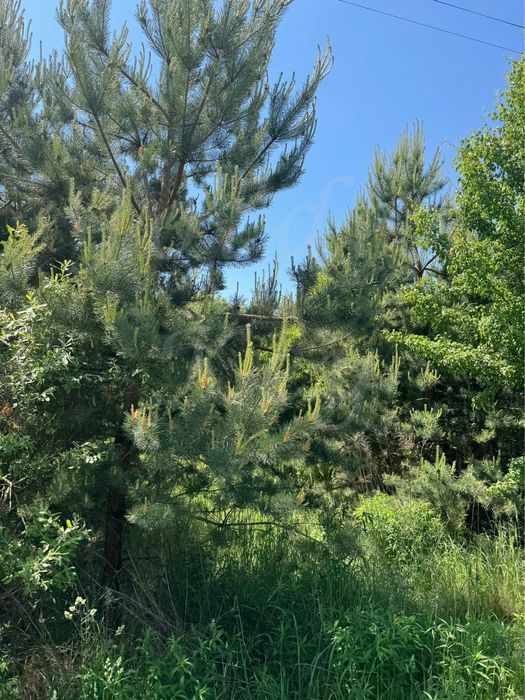 Продам Земельну Ділянку 10сотих,ЛІС,ОЗЕРО,середСОСЕН,закрита територія