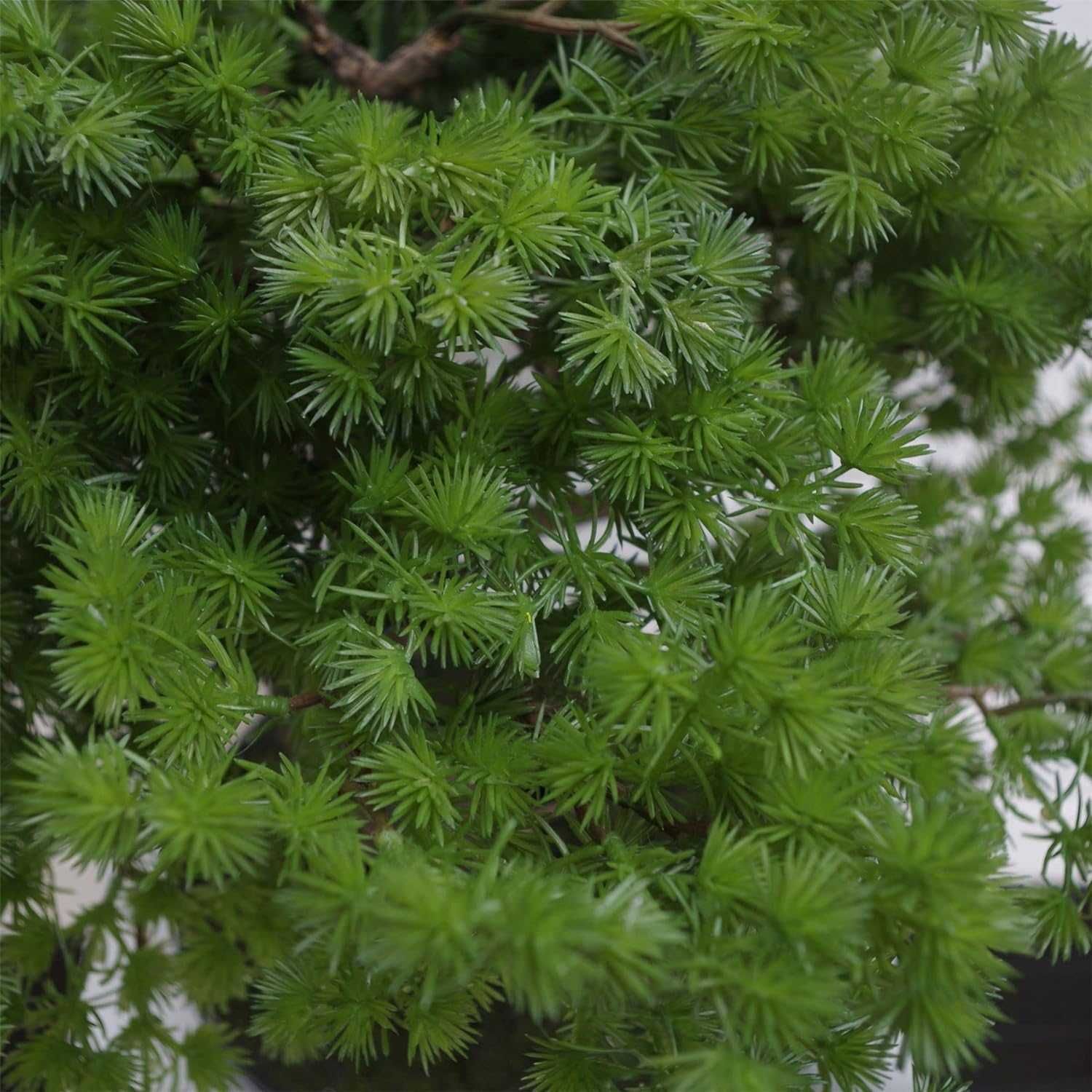 Leaf LEAF-7518 50 cm sztuczna sosna drzewko bonsai