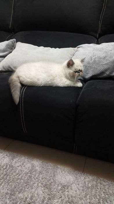 Persa exótico fêmea