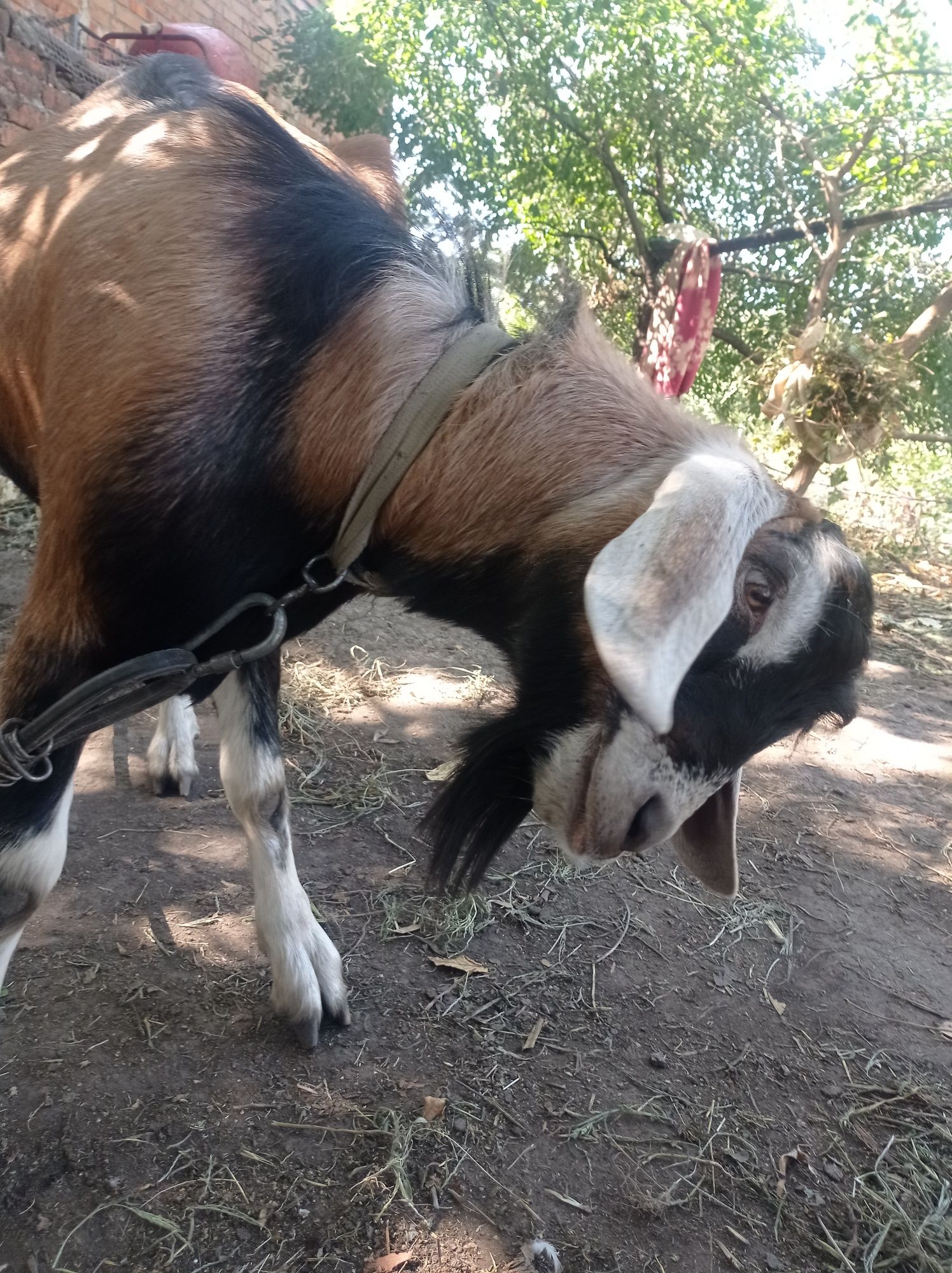 Случка коз с нубийским козлом