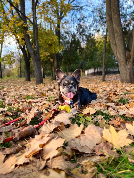 Пухнаста француженка