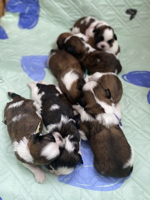 Shih tzu z trzypokoleniowym rodowodem do rezerwacji