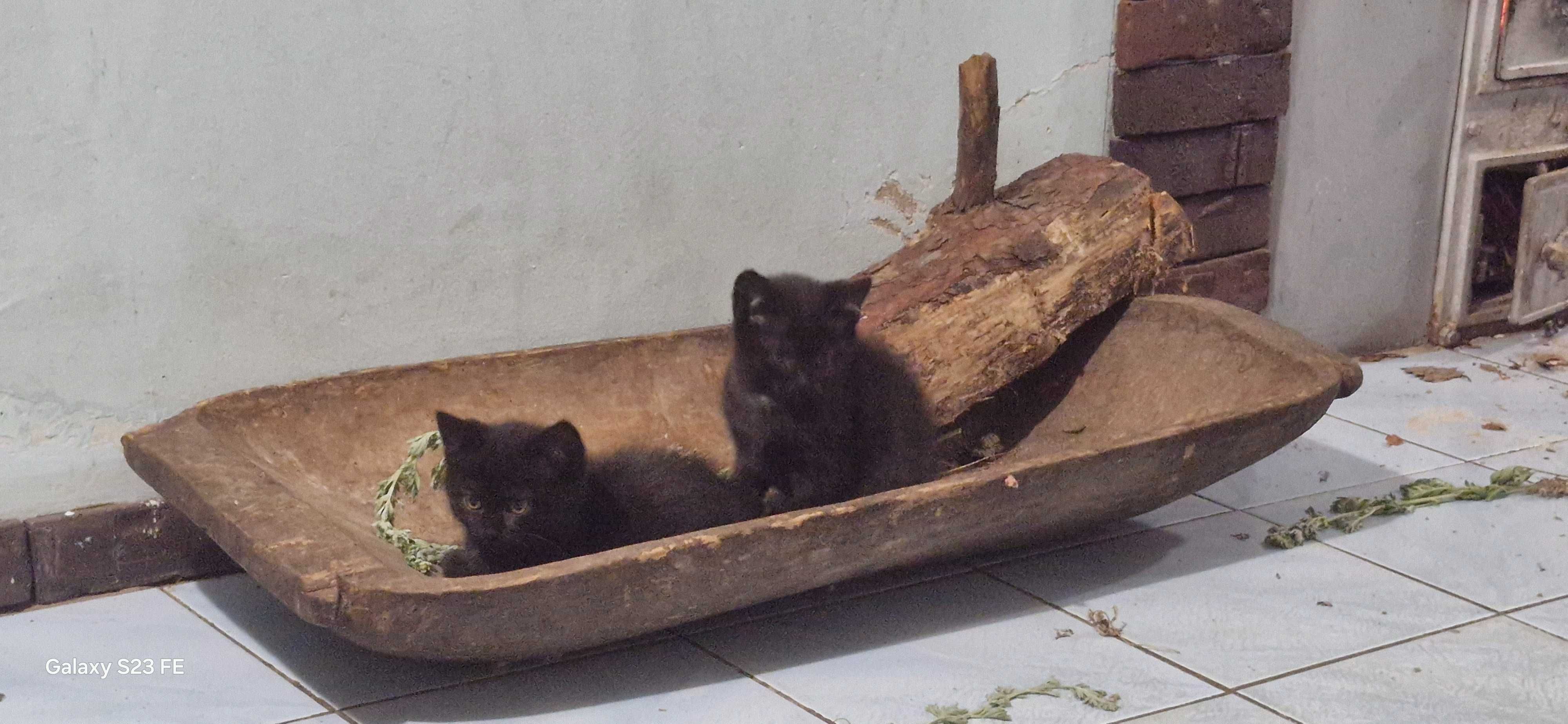 Кошенята, три дівчинки 2х місяців шукають дім