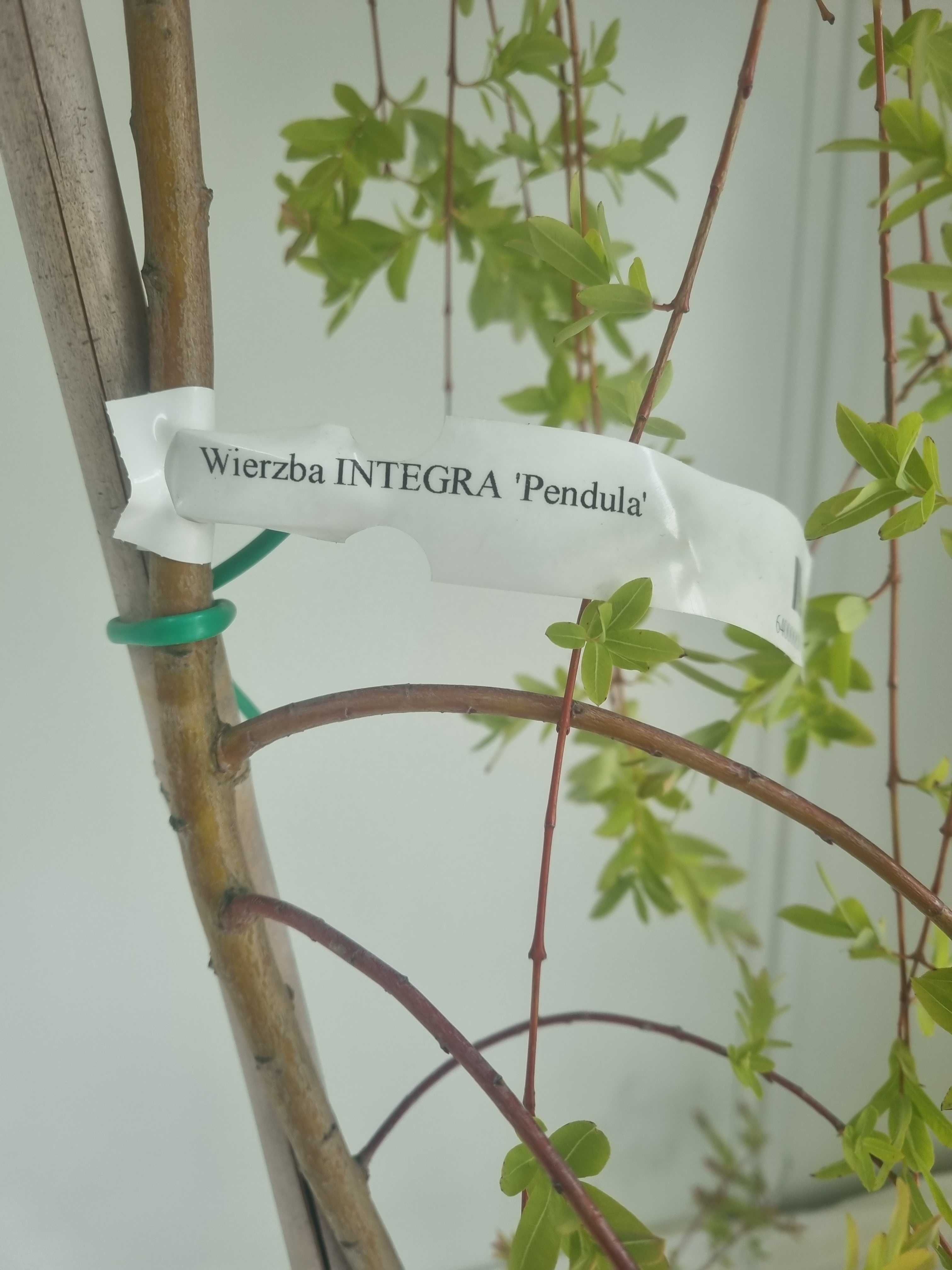 Wierzba Integra Pendula – Płacząca Forma, Wys. 180 cm, Doniczka 10L
