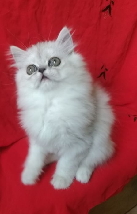 Котёнок серебристая девочка 2 месяца шиншилла хайленд
