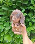 Teckel Excelente Cachorra Femea
