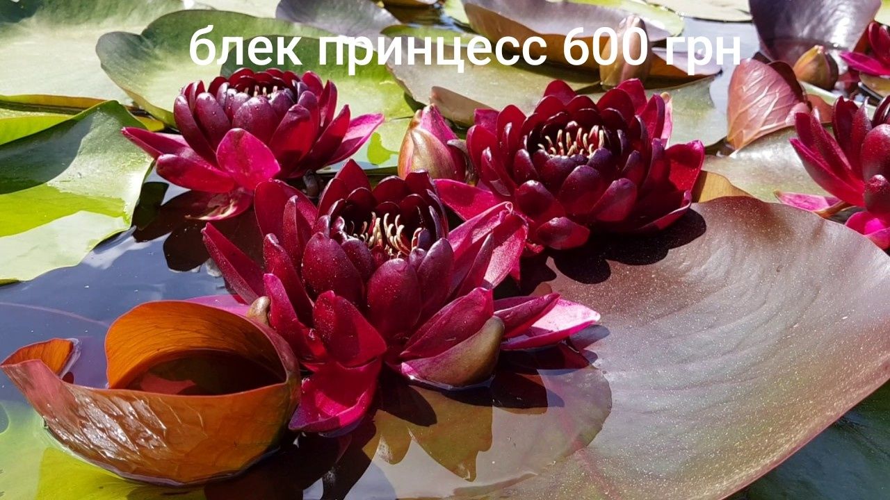 Продам  нимфеи,  кувшинки  разных сортов
