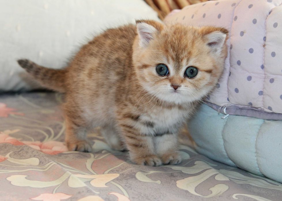 Поціновувачам маляток золотой шиншилли