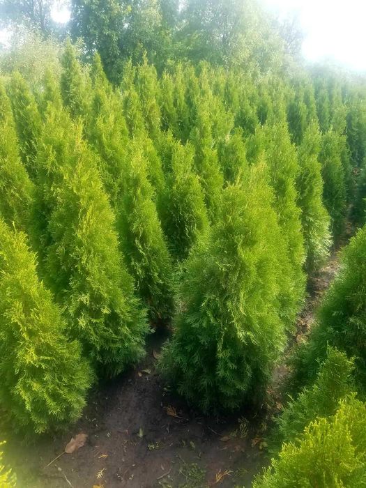 Самшит,Туя,Ялівець