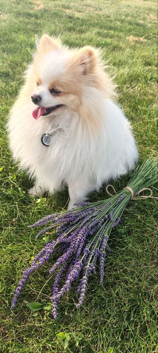 Померанський шпіц для в'язки