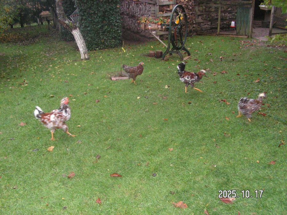 Koguty czubatki staropolskie z czerwca tego roku do sprzedania 3 szt