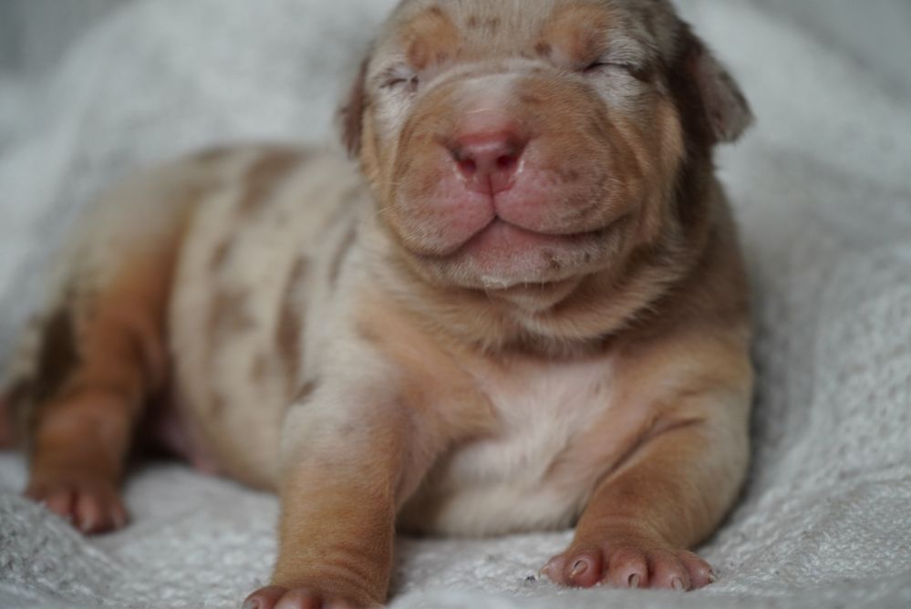 American Bully XL ABKC tri merle