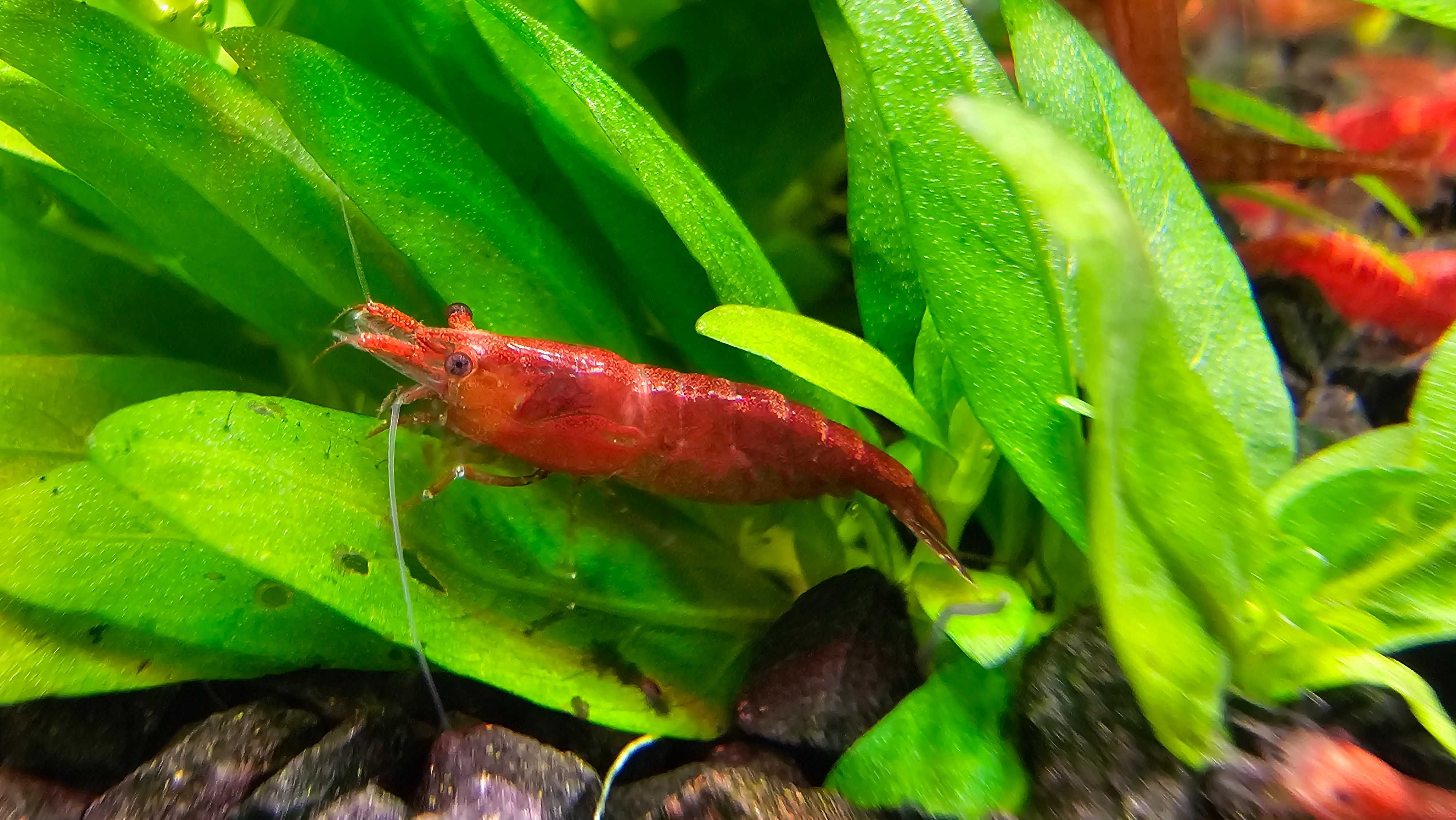 Krewetki Red Cherry